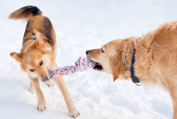Two dogs playing with a rope in the snow