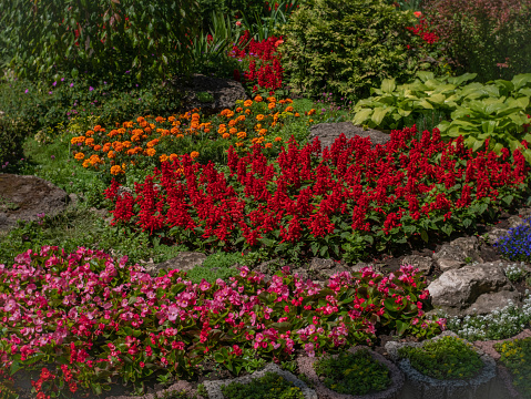 Ornamental flower bed with various decorative blooming flowers planted in the central city garden summer scenic of the parkland, close up landscape carpet lit by the sun.