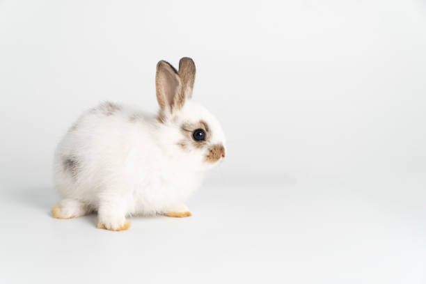 istock Adorable newborn baby rabbit bunnies looking at camera while sitting over isolated white background. Fluffy white brown bunny easter rabbit sitting on white background. Easter bunny animal concept. 1406682437