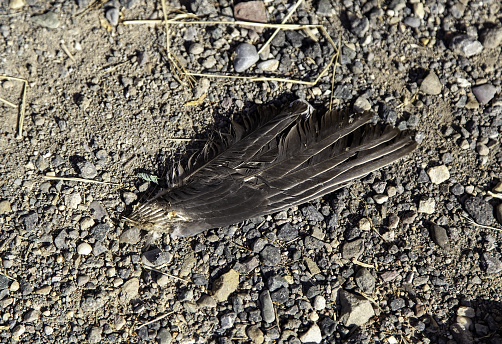 Detail of part of a dead bird, feathers