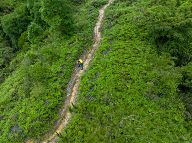 Woman backpacker hiking in summer forest mountain