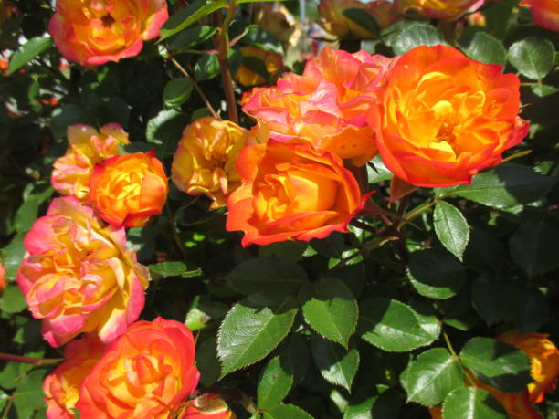 istock Beautiful rose flower with bright orange color 1406683662
