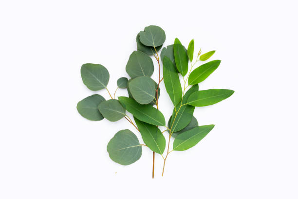 istock Green leaves of eucalyptus on white 1406683666