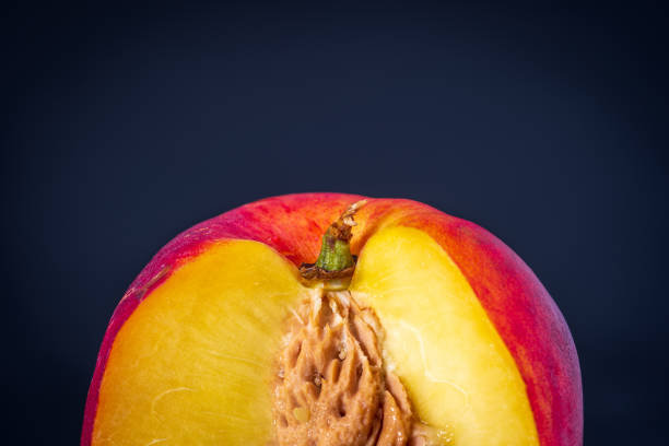 istock Ripe single nectarine fruit cut open with stone seed inside over dark background closeup 1406683924