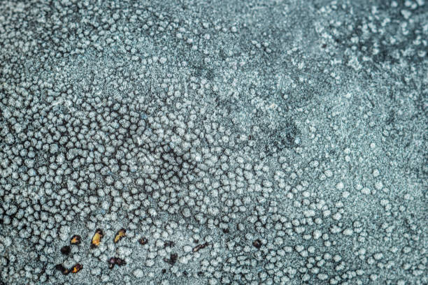 istock Frozen aubergine eggplant closeup view 1406684003