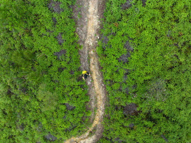 istock Woman backpacker hiking in summer forest mountain 1406684059