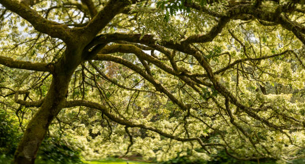 istock soft focus panorama view of an old variegated oak with many branches 1406684812