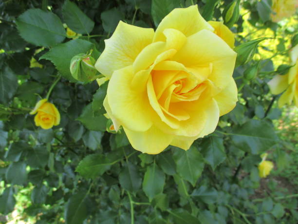 istock Beautiful rose flower with bright yellow 1406684985