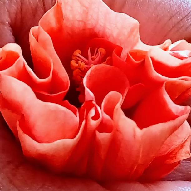 istock beautiful red crown flower 1406685141