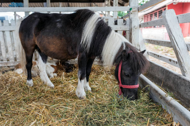 istock Beautiful pony horse in ranch barn 1406685246