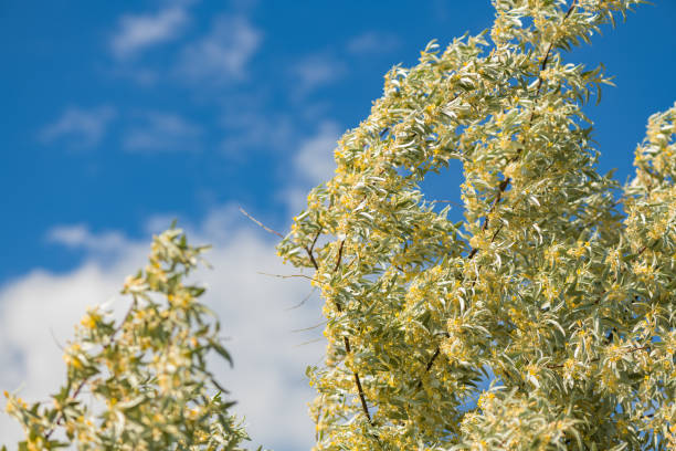Elaeagnus angustifolia, commonly known as Russian olive is blooming in spring Elaeagnus angustifolia, commonly known as Russian olive is blooming in spring on a windy day elaeagnus angustifolia stock pictures, royalty-free photos & images