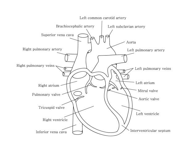 Human cardiac system with descriptions. Educational diagram with human heart cross-section. Human cardiac system with descriptions. Educational diagram with human heart cross-section on white background. heart ventricle stock illustrations