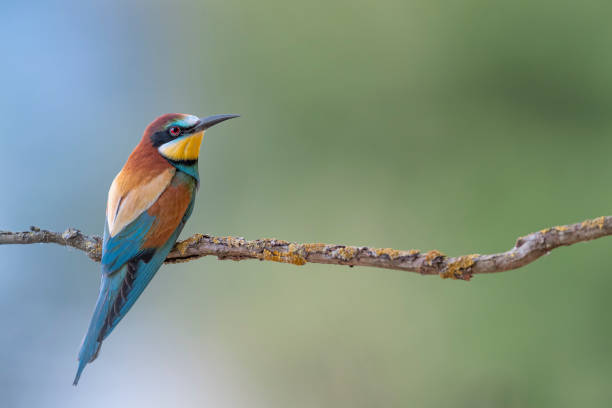 European Bee eater on branch (Merops apiaster) Beautiful portrait of tropical bird bee eater stock pictures, royalty-free photos & images