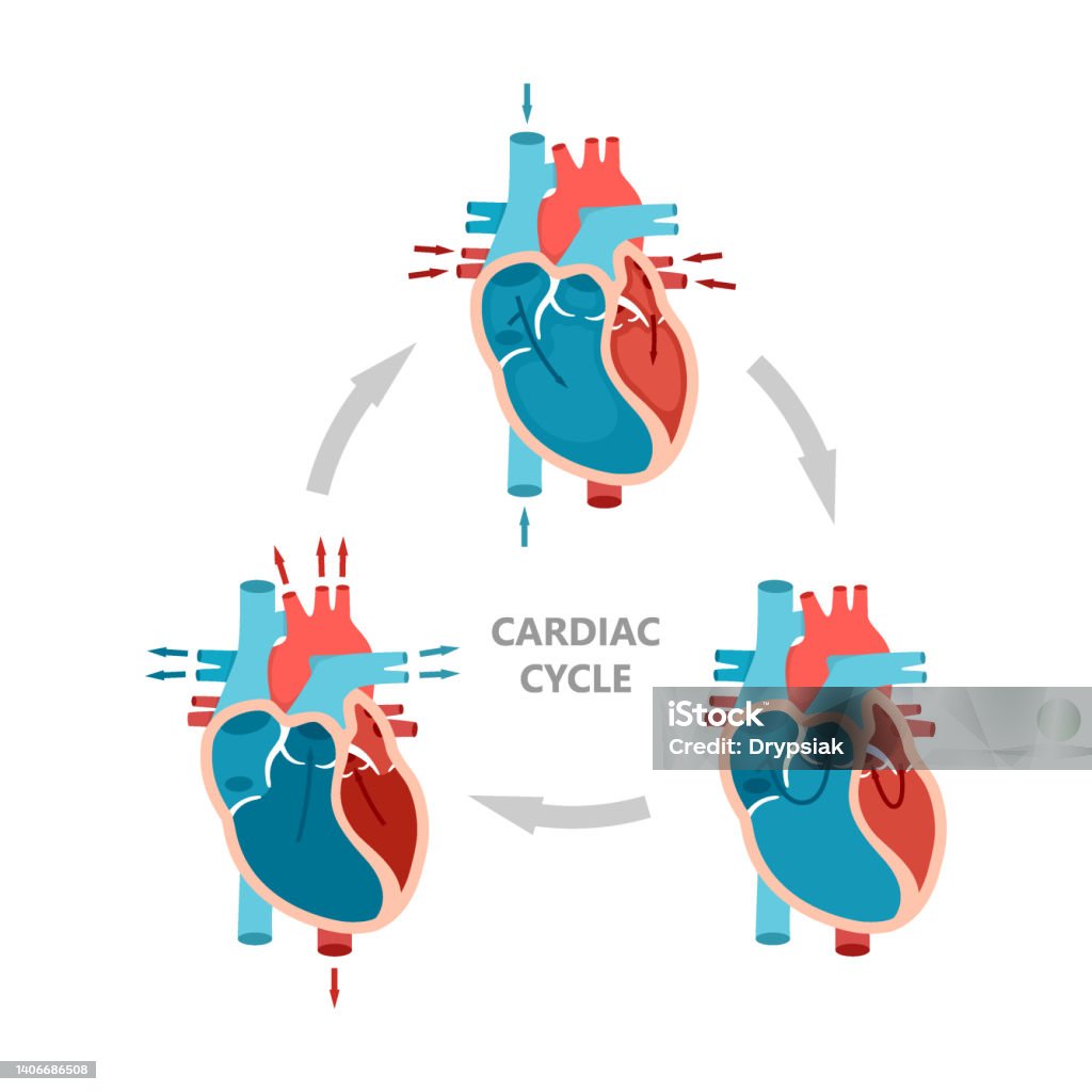 pestaña ligeramente Noroeste Ilustración de Fases Del Ciclo Cardíaco Diástole Sístole Auricular Y  Diástole Auricular Diagrama De Anatomía Cardíaca Con Flujo Sanguíneo y más  Vectores Libres de Derechos de Corazón - iStock