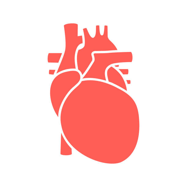 Red human heart symbol. Human internal organ icon Red human heart symbol. Cardiology concept. Human internal organ icon heart ventricle stock illustrations