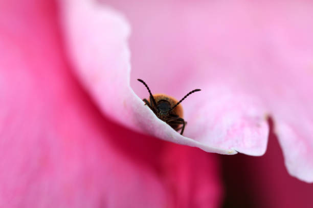A beetle on a pink flower petal