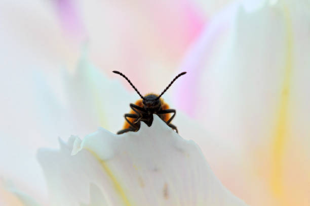 A beetle looks out on a white flower petal