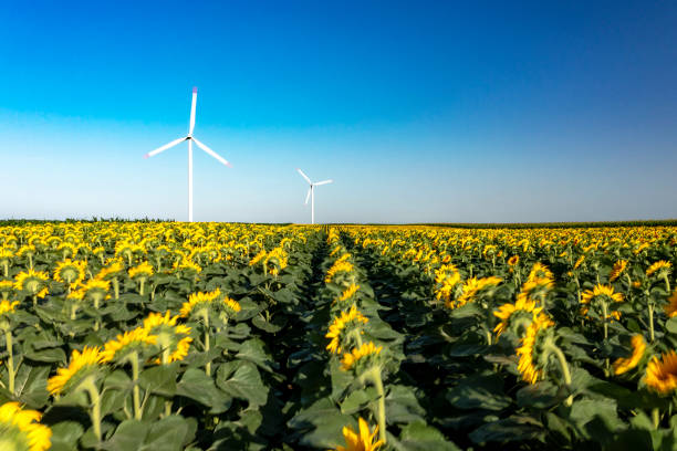 istock Sunflower field with a windmill in the background 1406687624
