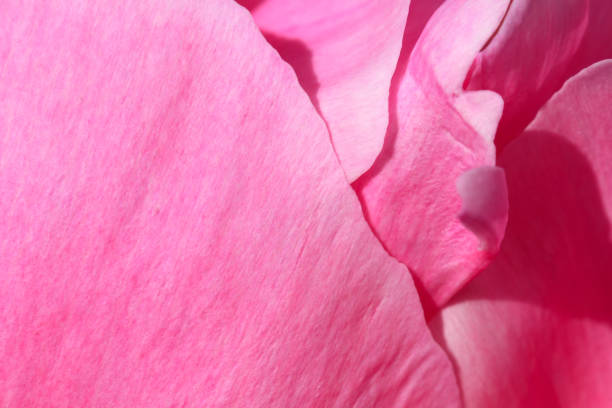 Flower Petals. Nature Backgrounds