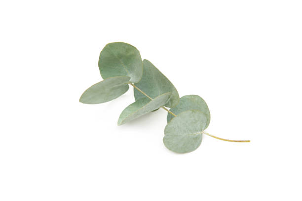 istock Green eucalyptus leaves isolated on white background. 1406688338