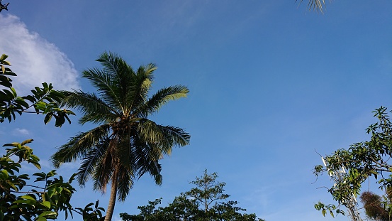 Coconut Tree with Blue Sky Background
