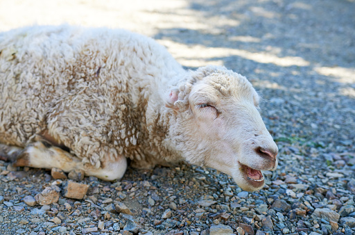 Close up portrait of a white lam or sheep