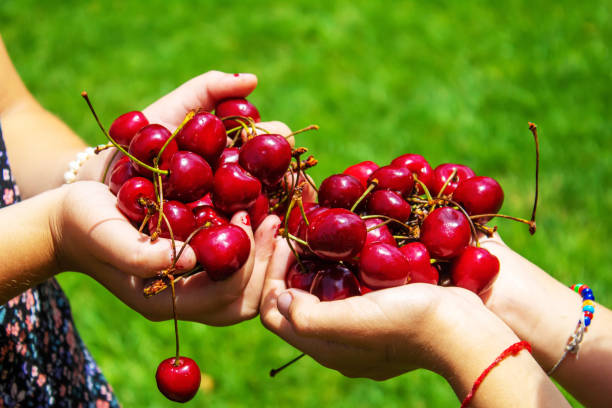 istock A child harvests cherries in the garden. Selective focus. 1406688945