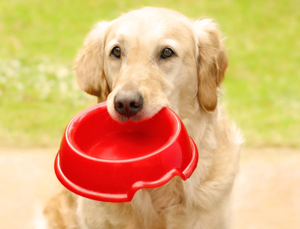 istock Golden Retriever holding a red dog bowl 1406689091