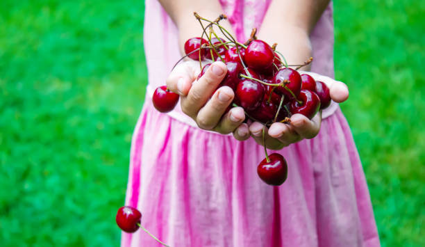 istock A child harvests cherries in the garden. Selective focus. 1406689116