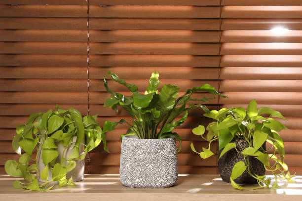 istock Different houseplants on wooden table near window. Interior design 1406690071