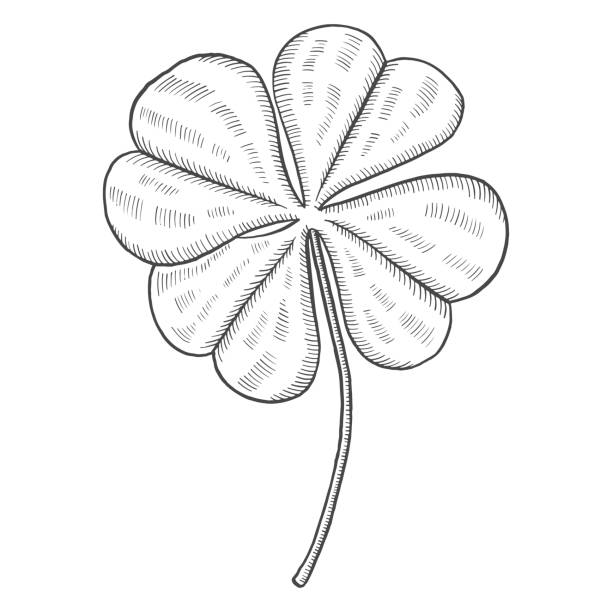 ilustrações, clipart, desenhos animados e ícones de quatro folhas trevo tropical planta folha isolada doodle esboço desenhado com estilo contorno - spring clover leaf shape clover sketch