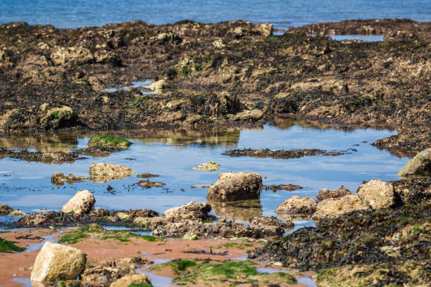 Rock pool covered with seaweed and algae at low tide at Botany Bay in Broadstairs, east Kent, England