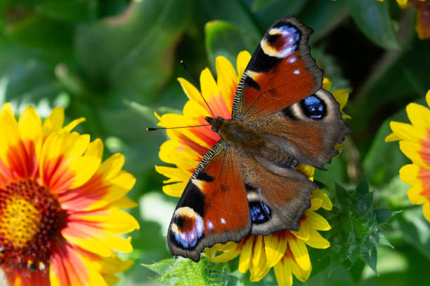 istock peacock butterfly on flower in the garden 1406692640