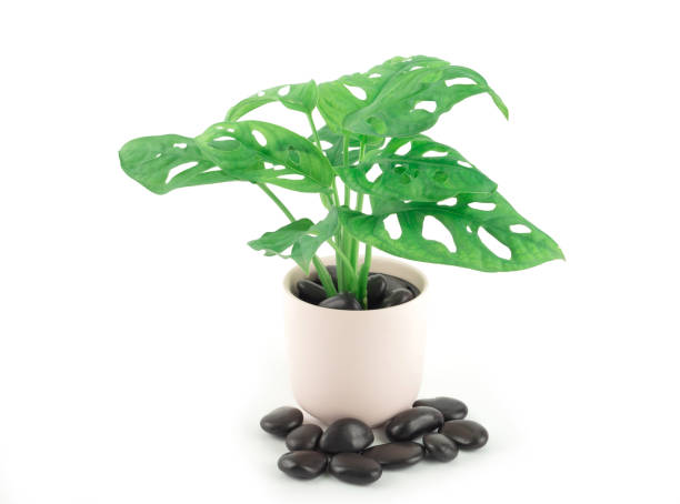 istock Monstera adansonii (Monstera Obliqua Miq) Monkey leafswiss cheese plant in light pink pot and sprinkled with black stone isolated on a white background. 1406692974