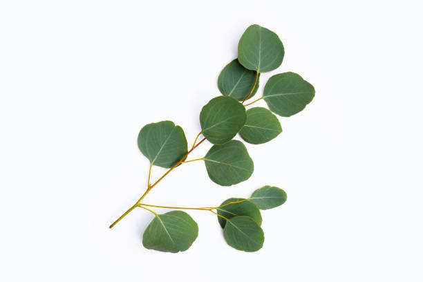 istock Green leaves of eucalyptus on white 1406694248