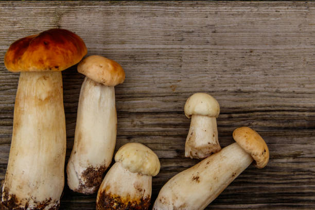 istock Freshly picked porcini mushrooms on rustic wooden table. Top view 1406694762