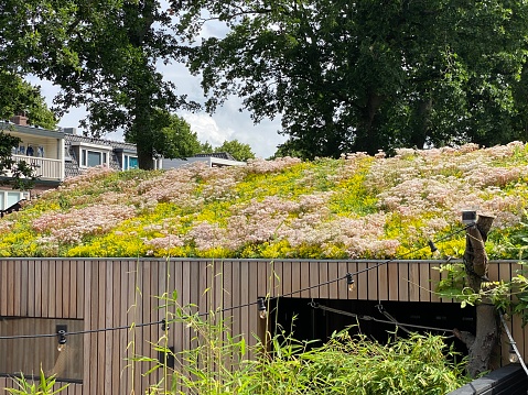 Flowering sedum roof in close up