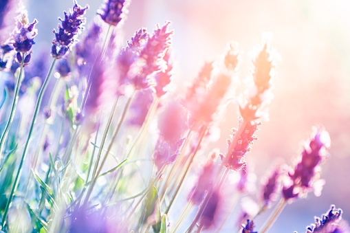 Blooming purple lavender on the blurred background.