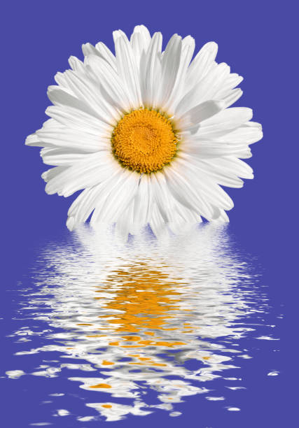 A daisy flower with a reflection in the water.