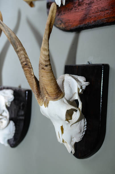 istock a skull of a cow with horns against a white wall 1406696417
