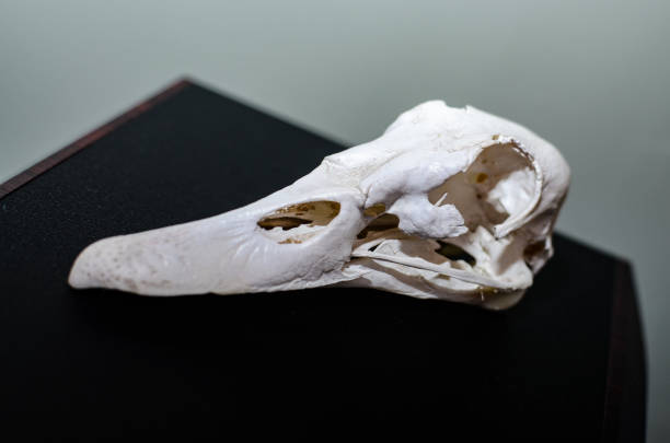 istock a skull of a cow with horns against a white wall 1406696428