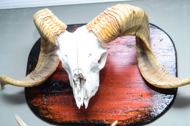 istock a skull of a cow with horns against a white wall 1406696431