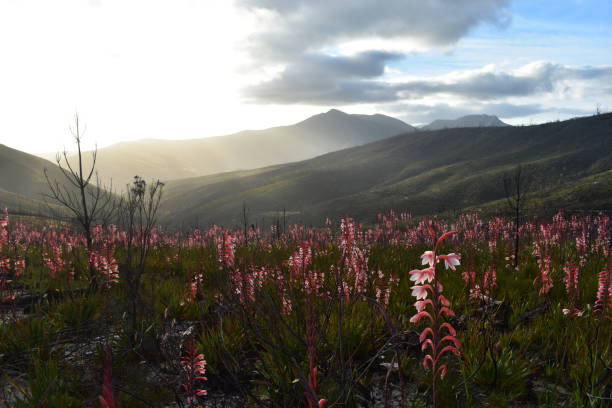 Wild Watsonia Flower Meadow A mountain top meadow filled with wild Watsonia flowers george south africa stock pictures, royalty-free photos & images