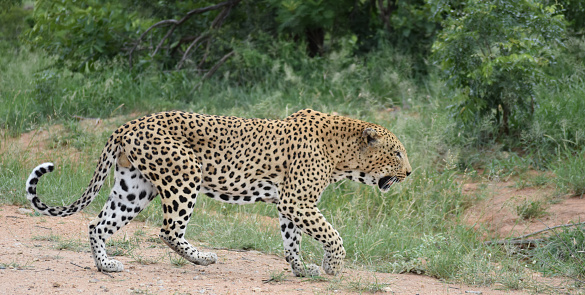 A leopard panting as it passes the road in the Kruger National Park, South Africa