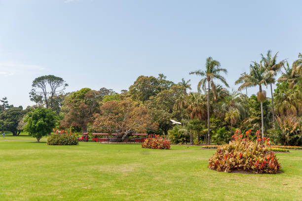 호주 시드니의 로얄 식물원(royal botanic gardens), 투어릿 사람들과 지역 공원 열차가 있습니다. - royal botanical garden 뉴스 사진 이미지