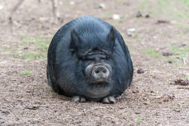 Photo of Fat Back Pig Sitting on the Grass. USA