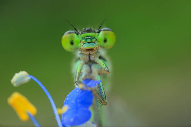 istock damselfly taken with macro photography. 1406699422