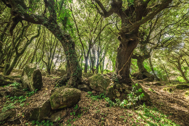 istock Rocks and trees in San Leonardo forest 1406699638