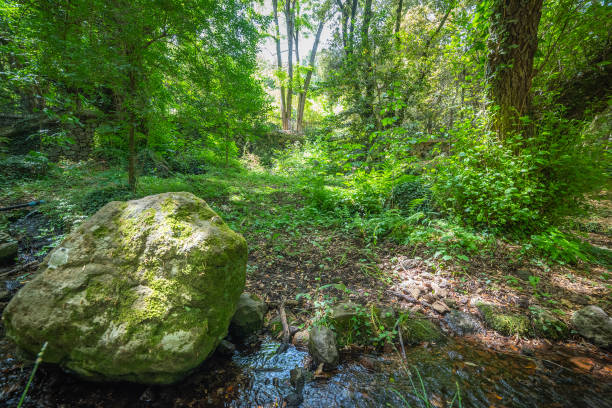 istock Rock and green grass in San Leonardo forest 1406699715