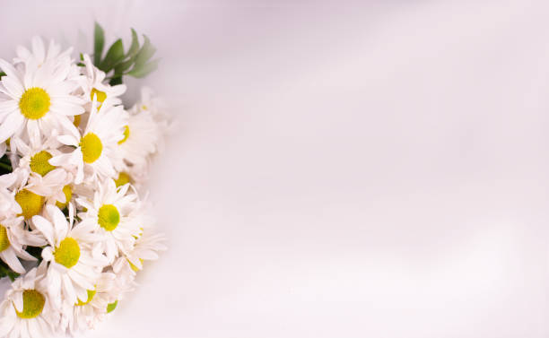 istock White daisies on a white background. Bouquet of daisies on a white background. 1406700857